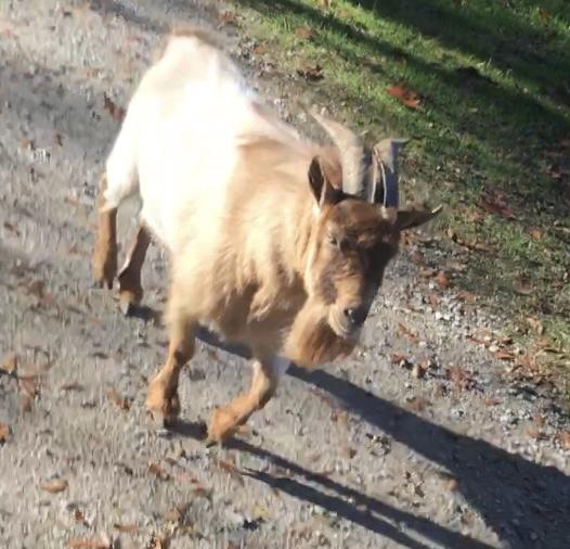 Billy the Goat Finds His Bestie - B.T. Polcari